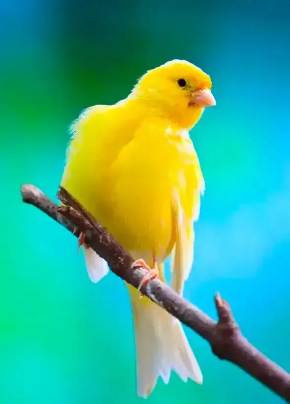 分享圖片&mdash;&mdash;美麗的金絲雀集錦