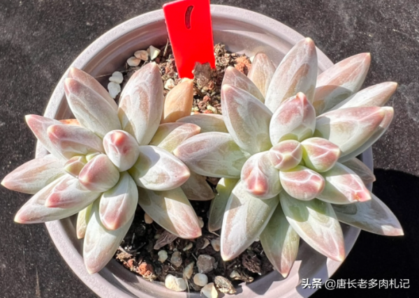 烏拉克拉，兼具暗黑系和暗紋系特點的多肉，有它養啥千代田之松？