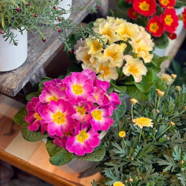 7種“漂亮花”,秋天播種正當時,撒幾顆種子,立冬就能開花 7種“漂亮花”,秋天播種正當時,撒幾顆種子,立冬就能開花