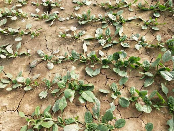 種葉菜，播前澆水還是播後澆水？做對了，出苗多，出苗快