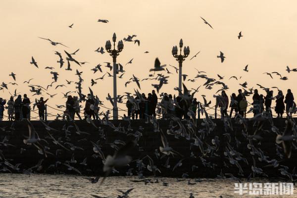 棧橋海鷗最佳觀賞季來了