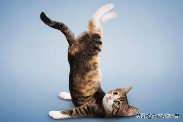 走紅網路的動物排行榜“國寶”上榜 海洋選手也參賽 走紅網路的動物排行榜“國寶”上榜 海洋選手也參賽