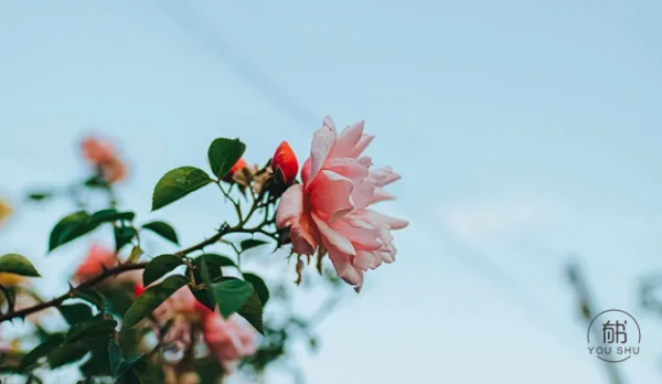 不要過打折的生活