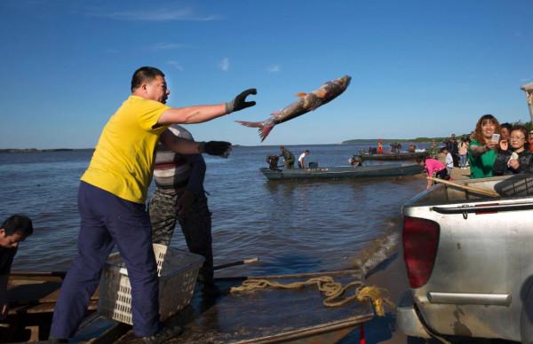 撫遠的鮭魚汛 撫遠的鮭魚汛