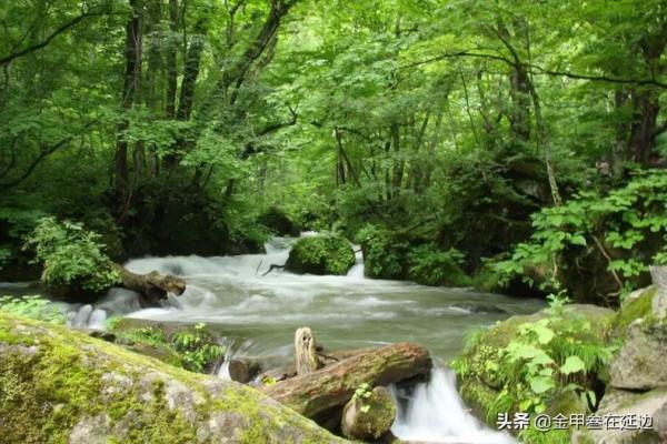 盤點東北人摯愛的野菜！不知道你吃過幾種？現在買真不便宜…