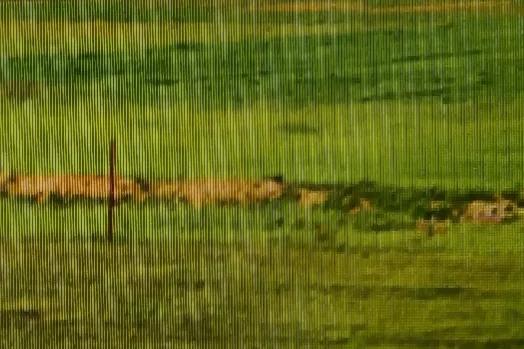 腳底板踩出的科學發現