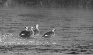 疑似印緬斑嘴鴨 棲息大淩河水域