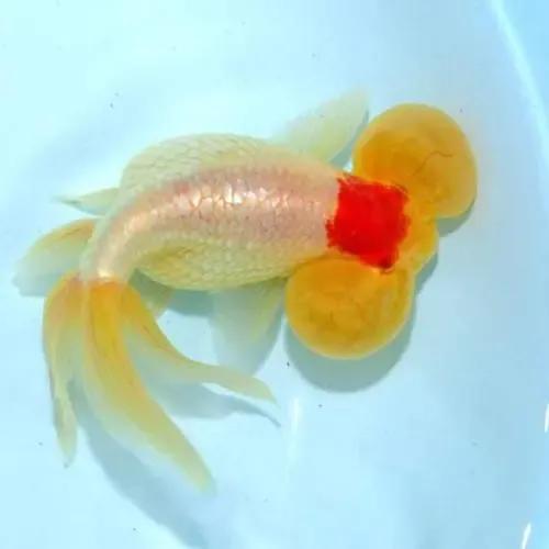 還是不建議新手朋友上手的國粹傳承金魚——水泡子