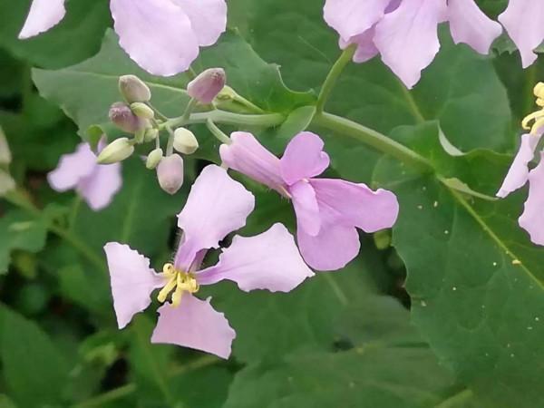 小小野花也漂亮