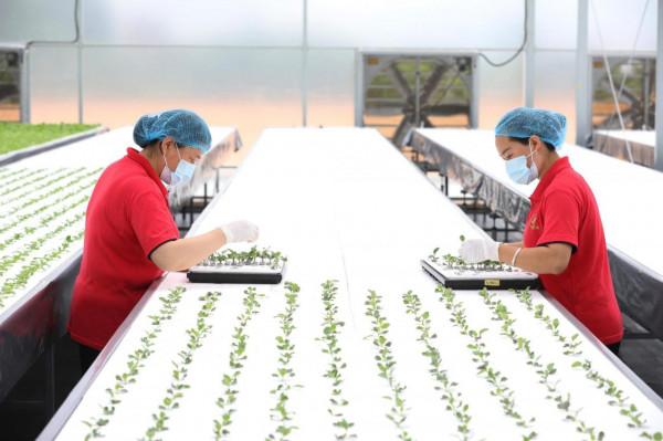 日本教授薄膜上種菜是傳統蔬菜產量6倍,放90℃熱水溶解,有前景 日本教授薄膜上種菜是傳統蔬菜產量6倍,放90℃熱水溶解,有前景