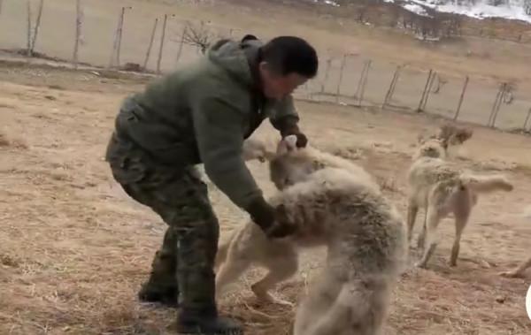 半夜，母狼潛入羊圈，發現剛出生小羊，母愛氾濫，母狼為羊羔哺乳