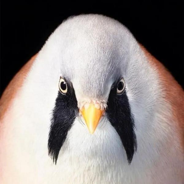 鳥的世界 鳥的天堂