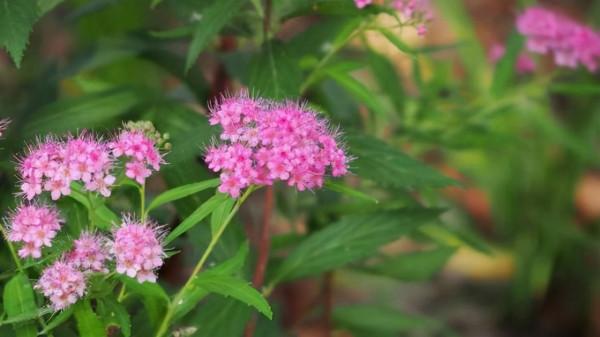 姐姐養了1種“仙花”，開放時淡雅如霧，大家看到都驚讚：太美了