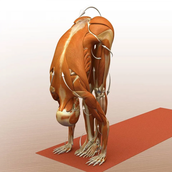 練瑜伽，這些解剖常識你要知道（附28個常見體式解剖圖）