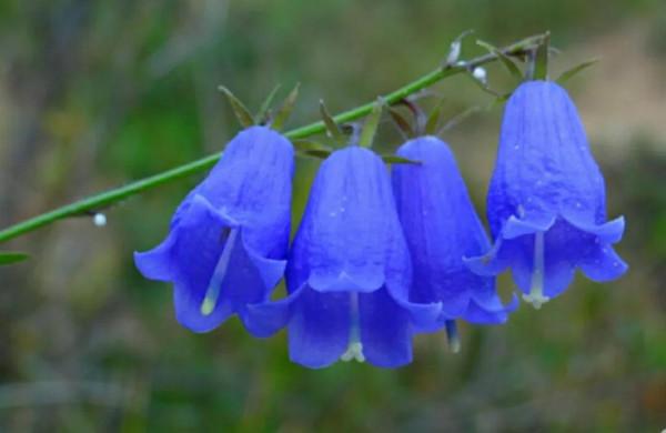 鈴兒響叮噹，迷你三胞胎：風鈴草，鈴蘭，鈴鐺花。你能分清嗎？