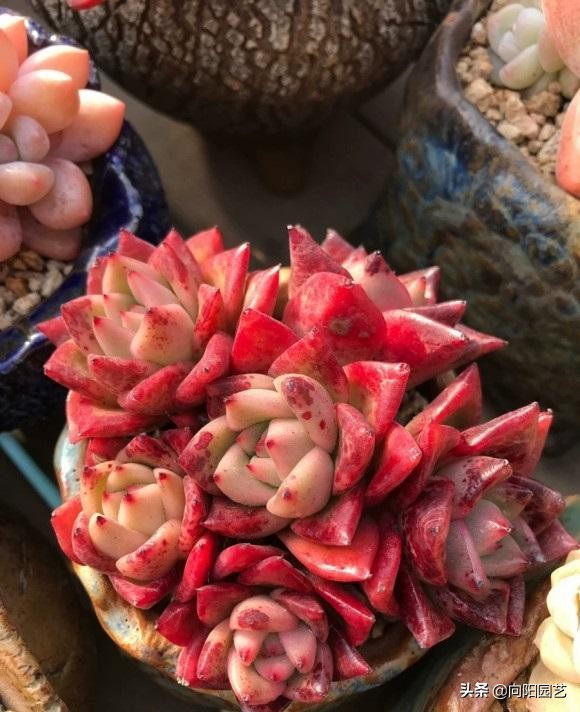 多肉怎麼養出狀態,滿足5大“需求”,根系發達,顏色更漂亮 多肉怎麼養出狀態,滿足5大“需求”,根系發達,顏色更漂亮