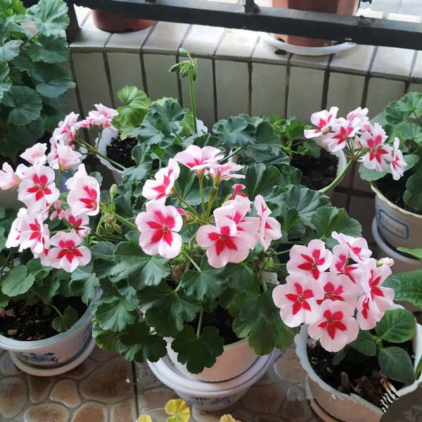 9種&OpenCurlyDoubleQuote;貴氣花&rdquo;，立春後&OpenCurlyDoubleQuote;快扦插&rdquo;，生根快，比夏天還&OpenCurlyDoubleQuote;好活&rdquo;