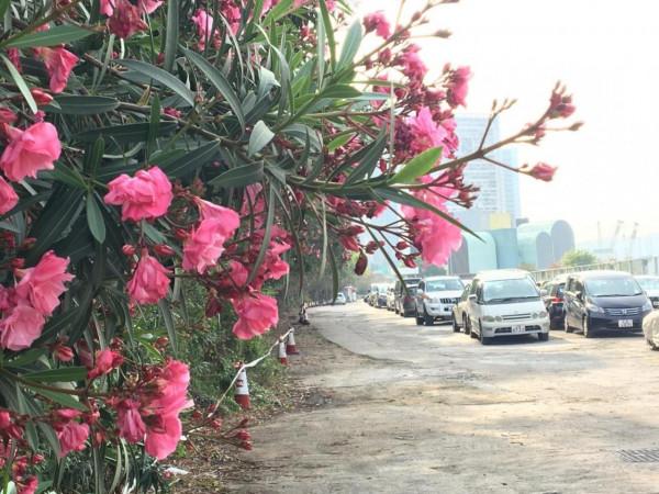 6種&OpenCurlyDoubleQuote;大毒花&rdquo;，春天正開花，看見離遠點，避免中毒