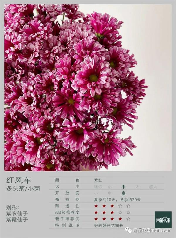 紅風車小菊 · 等風來