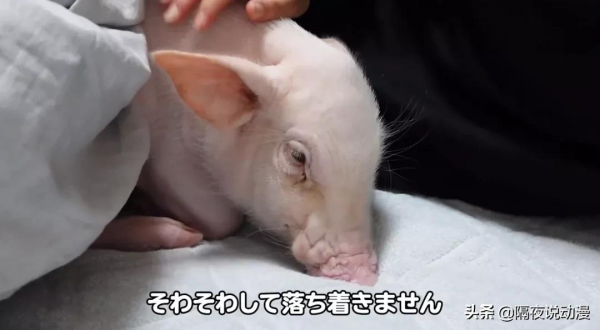 為了流量，日本網紅把養了100天的豬吃掉，隨後在罵聲中讓它復活