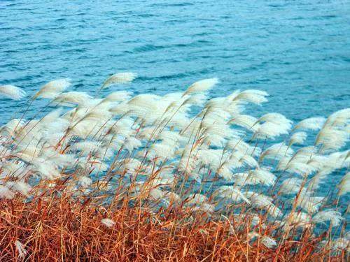 詠菊七絕三十首(30韻) 詠菊七絕三十首(30韻)