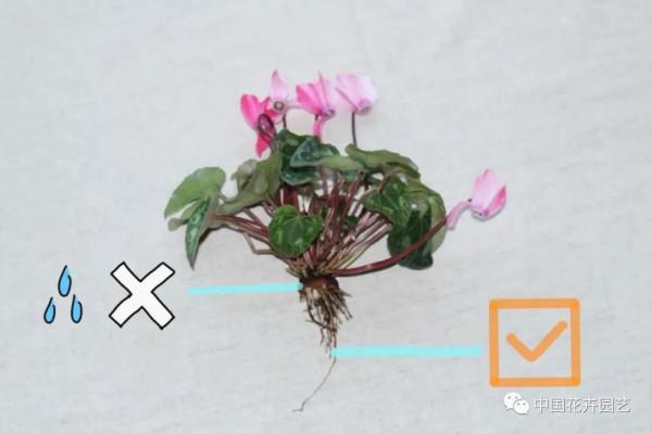 水培迷你仙客來，讓室內輕鬆變花園 | 新品