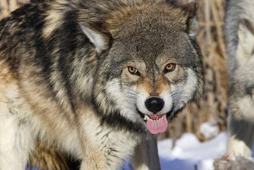 與狼謀皮,他揹著獵人投藥毒死母狼,獵人發現後與他斷地絕義 與狼謀皮,他揹著獵人投藥毒死母狼,獵人發現後與他斷地絕義