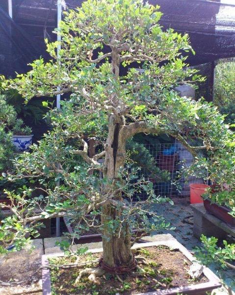 這&OpenCurlyDoubleQuote;3種&rdquo;樹，能長2米高，非常大氣上檔次，養一盆還讓身體健康