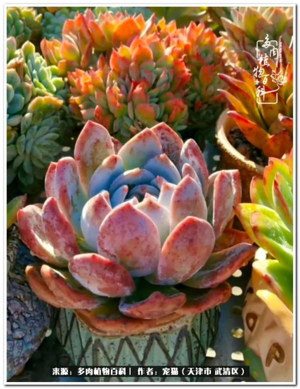 人生紛亂奈我幾何，與多肉相伴度年華