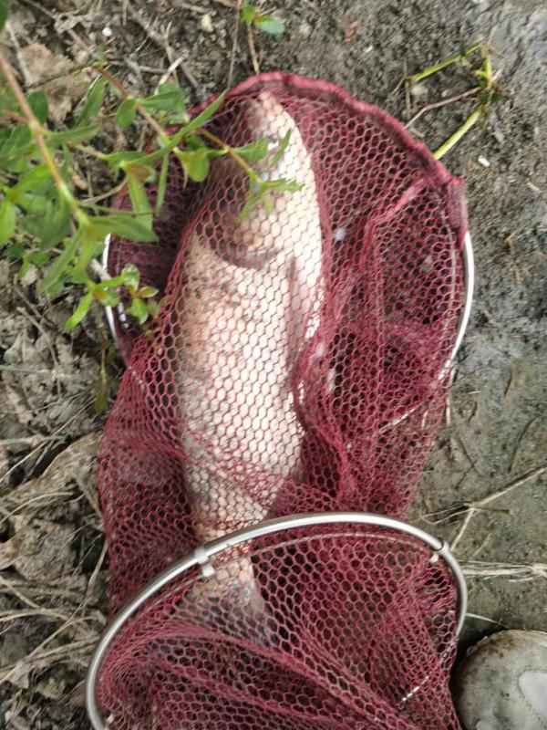 底釣鯽魚上鰱鱅，害