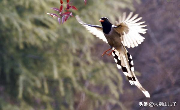 抓拍紅嘴藍鵲飛行