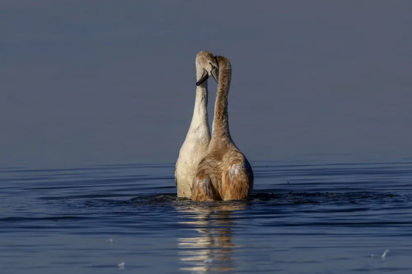 《鄂爾多斯鳥類》鳥種選登-疣鼻天鵝 《鄂爾多斯鳥類》鳥種選登-疣鼻天鵝