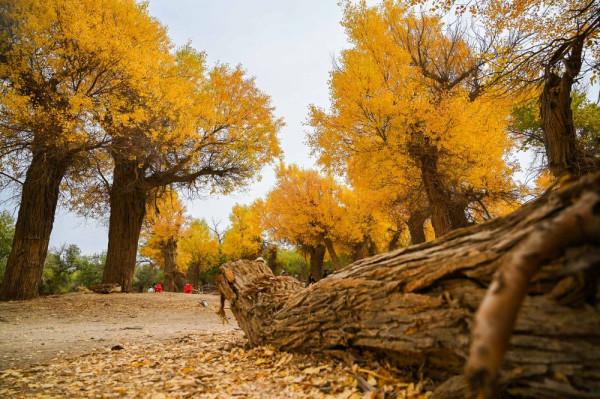 什麼是額濟納 什麼是額濟納