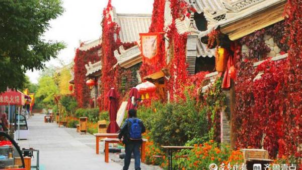 甘肅這處“紅色瀑布”美爆了!這樣的爬山虎你愛了嗎? 甘肅這處“紅色瀑布”美爆了!這樣的爬山虎你愛了嗎?