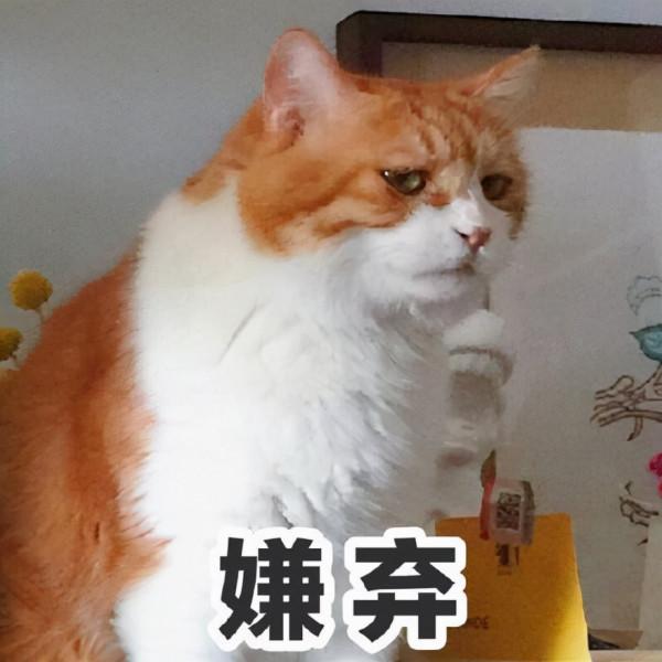 羅小黑戰記,不容小覷的國產神作 羅小黑戰記,不容小覷的國產神作