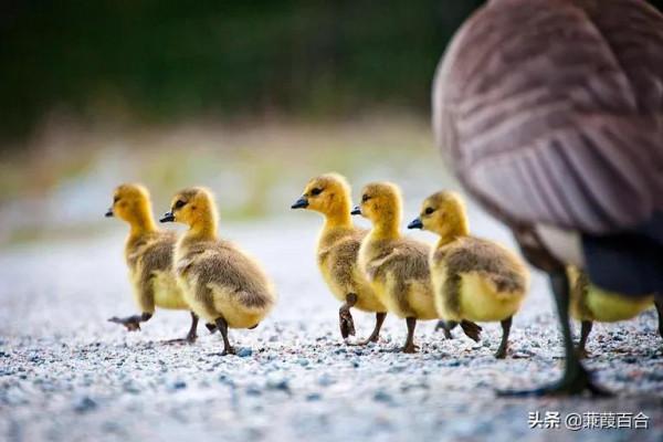 世界上最可愛的鳥，融化你的心