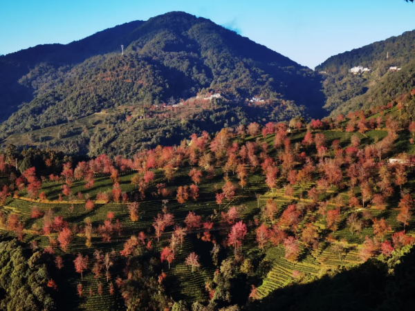 《12月限定丨國內旅行目的地指南》
