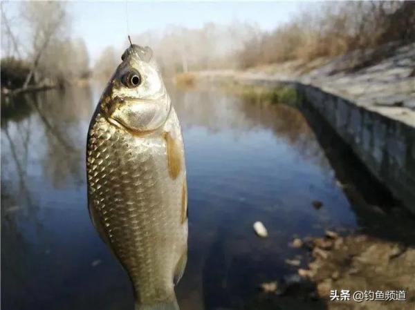 早春垂釣技巧及注意事項