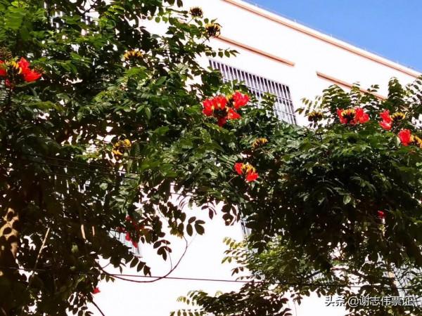 海南風光美（048）火焰樹花開紅豔豔