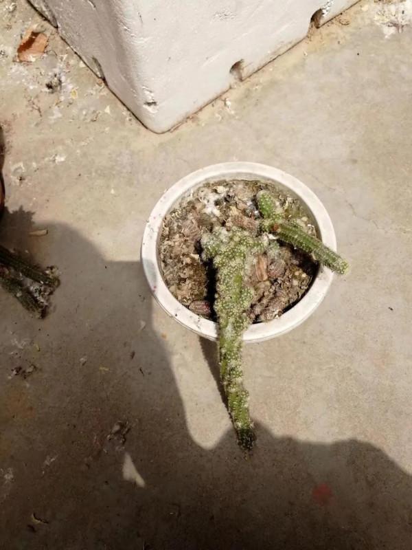 滿地荊棘 總會開花 滿地荊棘 總會開花