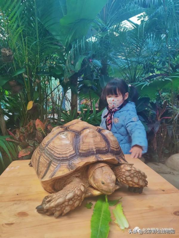 「精彩回顧」小小保育員--蘇卡達陸龜篇