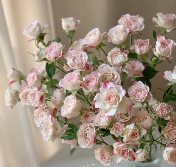 5種花“漂亮花”,十月大降價,便宜也別買,白白浪費錢 5種花“漂亮花”,十月大降價,便宜也別買,白白浪費錢