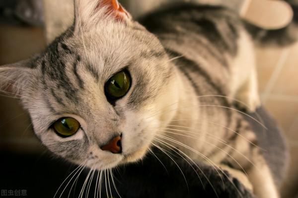 怎樣處理好貓咪脫落的毛呢? 怎樣處理好貓咪脫落的毛呢?