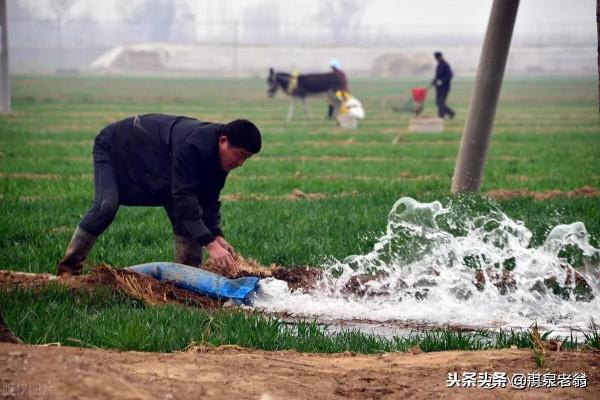 小麥越冬水要不要澆?我來為你解答 小麥越冬水要不要澆?我來為你解答