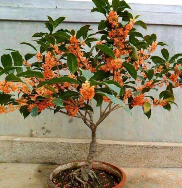 門前栽桂花“人前顯富貴”，盆栽桂花注意這4點，長成“貴人樹”