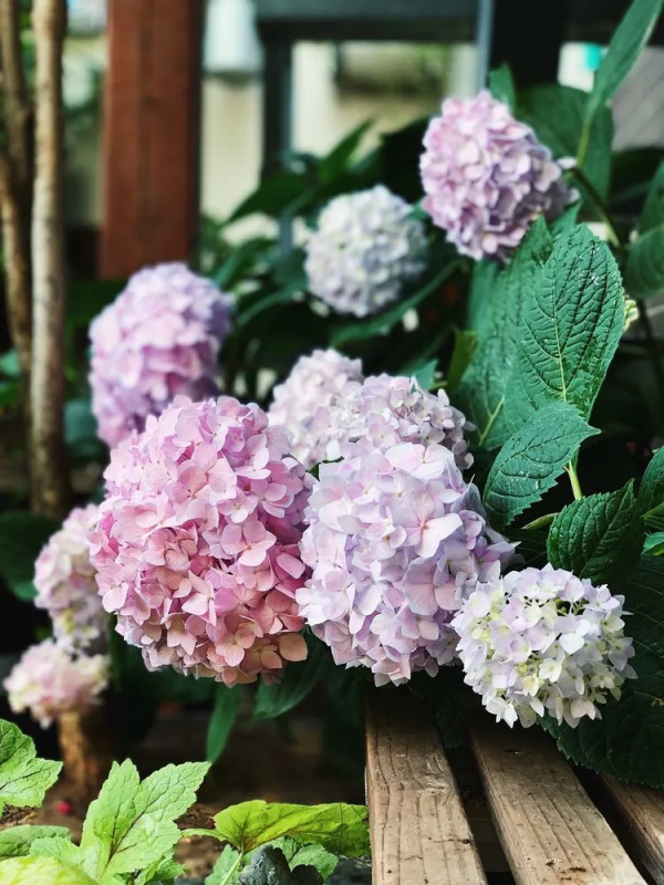 她改造的54㎡露臺花園，一個可在花叢中漫步的秘境，美不勝收