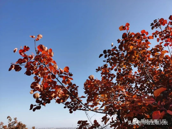 賞紅何必去郊區!北京西五環邊上的這座公園,紅葉正好 賞紅何必去郊區!北京西五環邊上的這座公園,紅葉正好