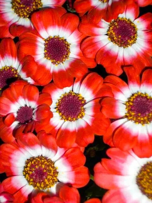 多姿多彩瓜葉菊