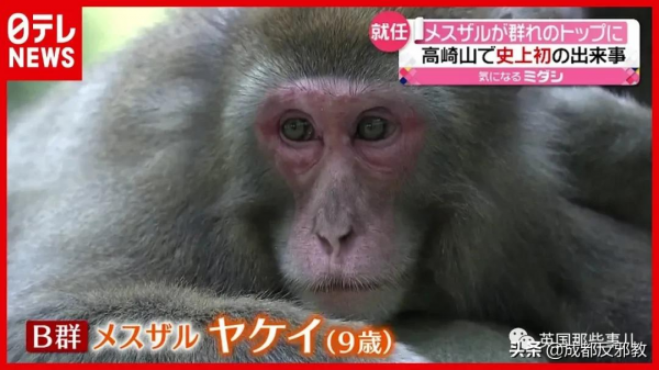 日本出現70年來首個母猴王，擊敗公猴王當上霸主！