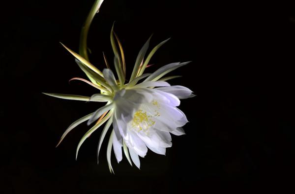 夢遊十里望鄉遠,情別三天思念長。中秋思念詩詞 夢遊十里望鄉遠,情別三天思念長。中秋思念詩詞